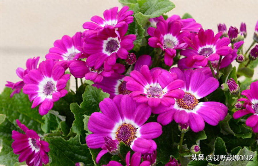 有哪些开在春天里的花百花盛开的春天里，你喜欢什么花