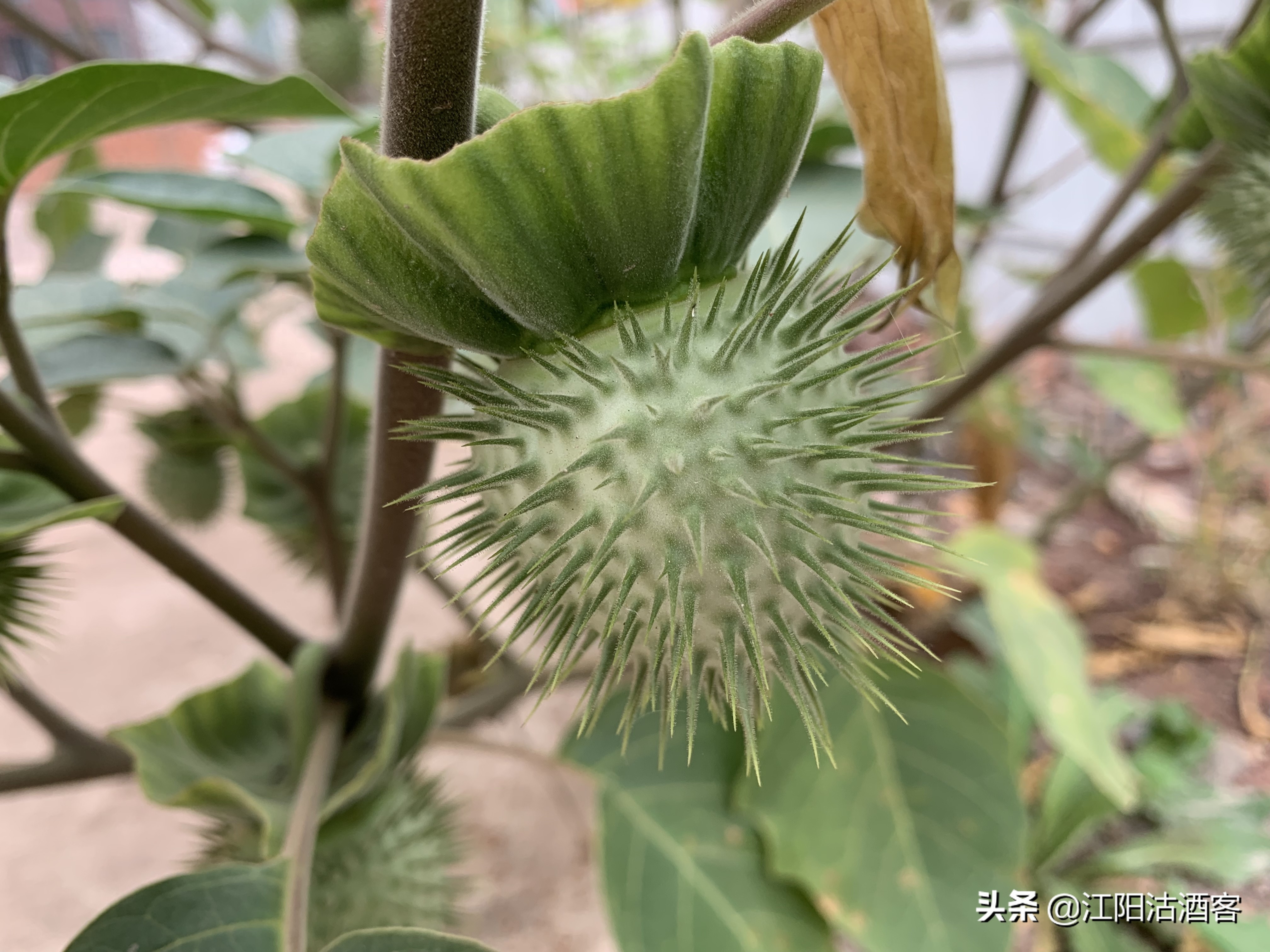 毛曼陀罗：白色的花，带刺的果，世界上最毒的花草之一，有人养在室内，心真大