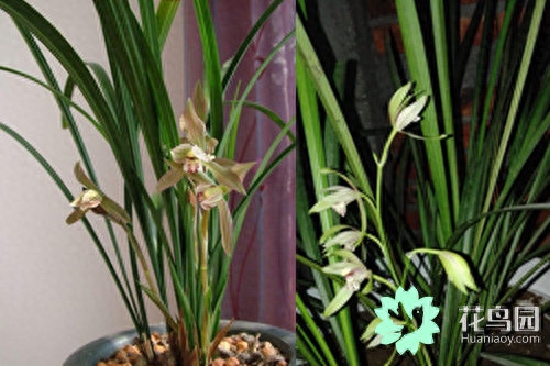 兰花种植介绍 你一定不知道它还有这些寓意花开,云南八大名花之兰花