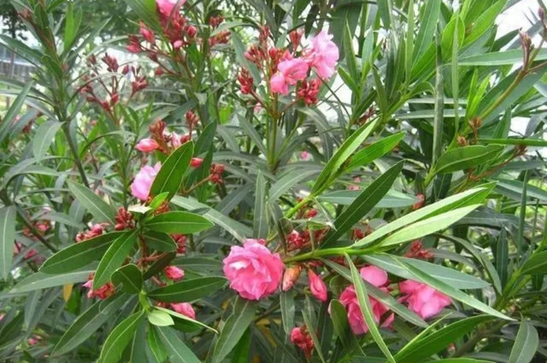 5种“不健康花”,都含有毒性,室内要慎养4种花,“白送”都别要,明白人都往外扔,千万不要买