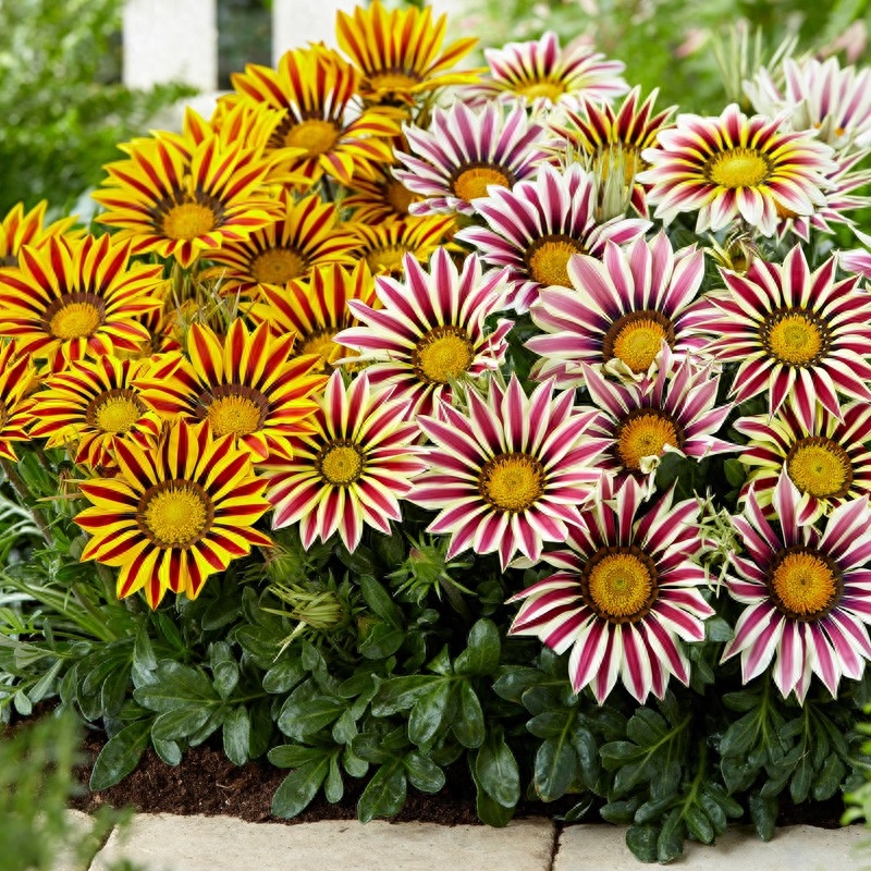 7种长生花,春天爆花,种一次,观赏一辈子五种“漂亮花”
