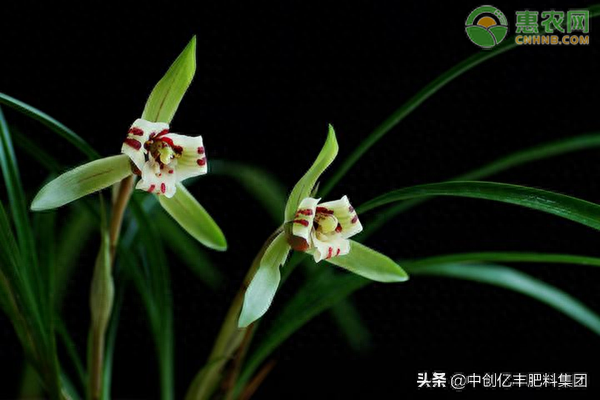 兰花种植方法介绍一句顺口溜，养出“极品好兰花”，想养死都难