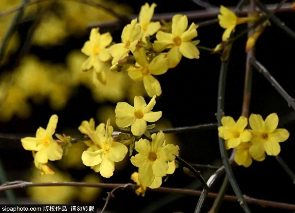 快读给孩子听5种花，好养花期又长，能从春天开到深秋