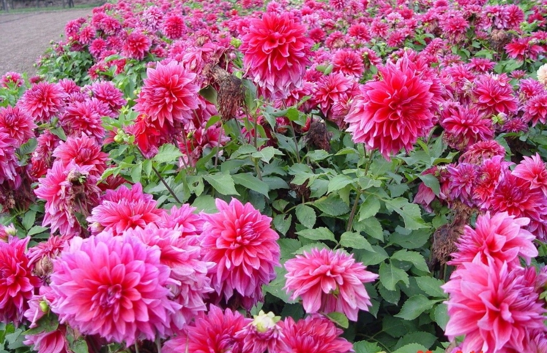 5种漂亮花，便宜又好养，正适合春天栽种春天盛开的十一种花你知道是什么花吗