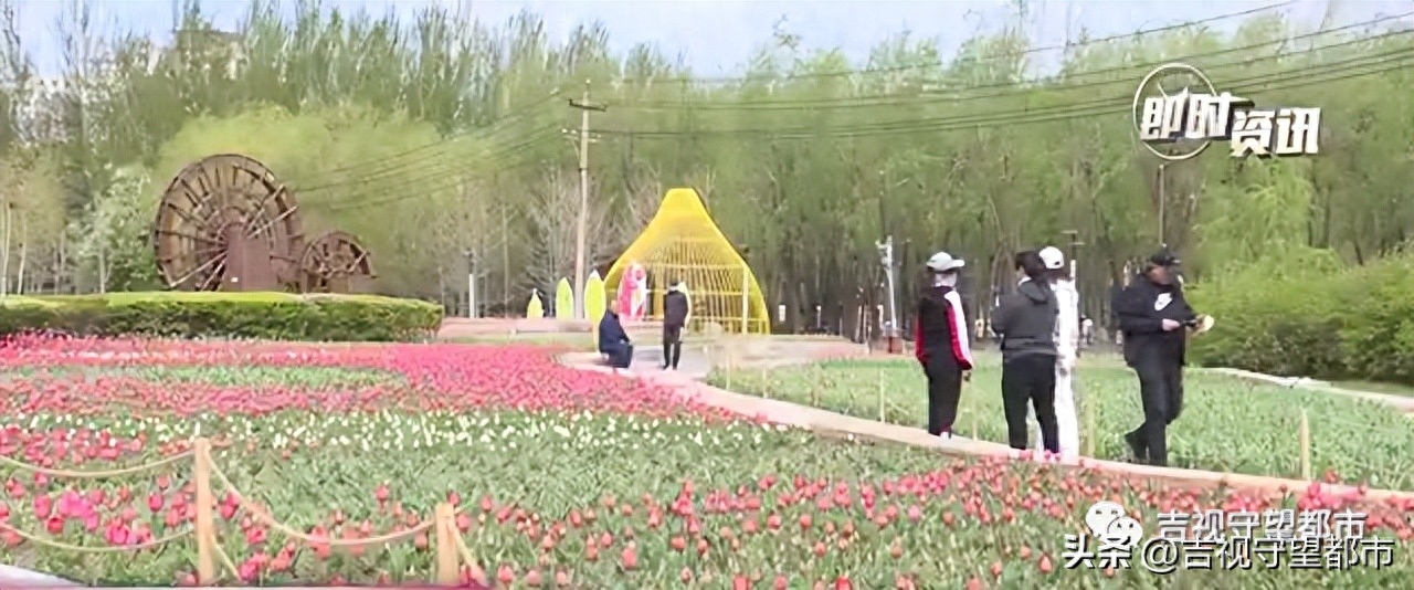 盛花期将至,郁金香花海等你“打卡”