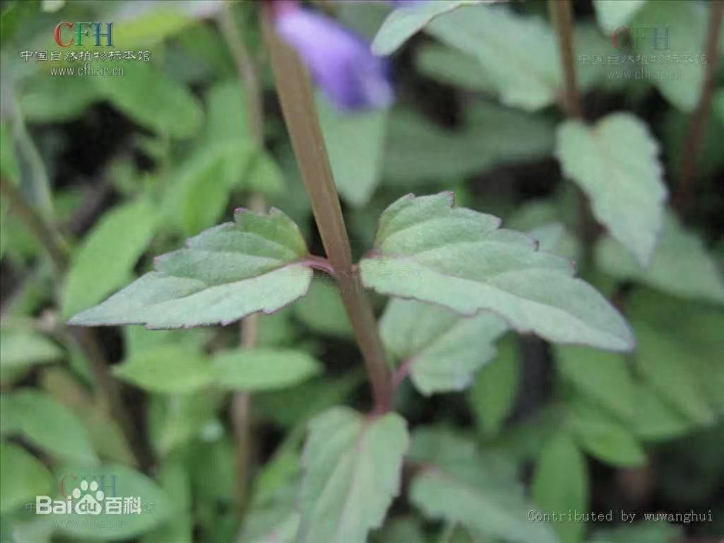 抗癌中药——半枝莲，功效清热解毒，散瘀止血，利水消肿半枝莲