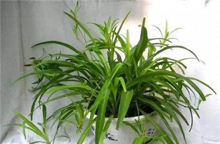 家中摆放绿植有学问，注意“5点”，净化空气又旺宅空调房,养盆“加湿”花，空气清新没异味，顶上一盆空气净化器