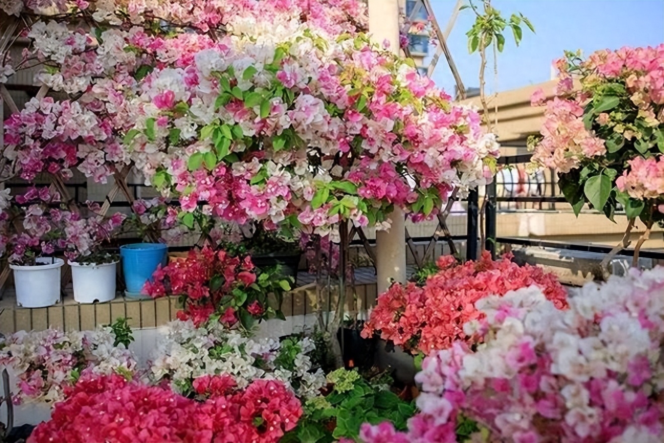 盆栽三角梅,首选这11种,色美花多,这26种三角梅,您养过或见过几种
