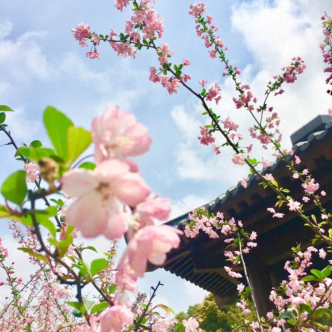 花开持续至4月上旬，教你简单注意几点，开花多还能延长花期