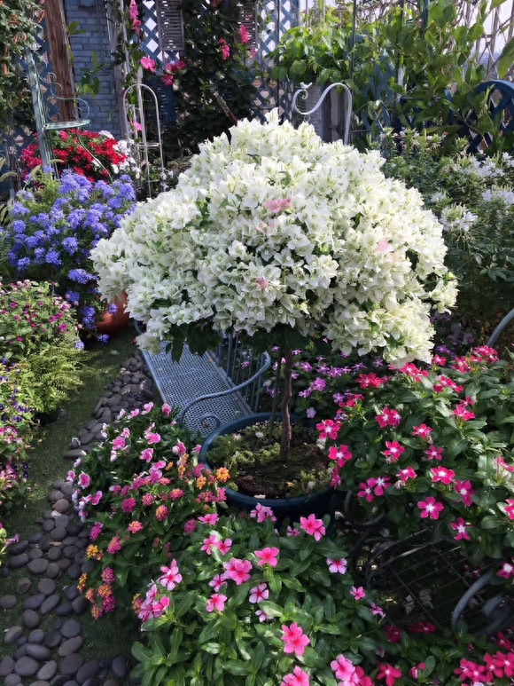 8种“永久花”,春天正爆花,赏花360天“24种”适合冬天种植的花草