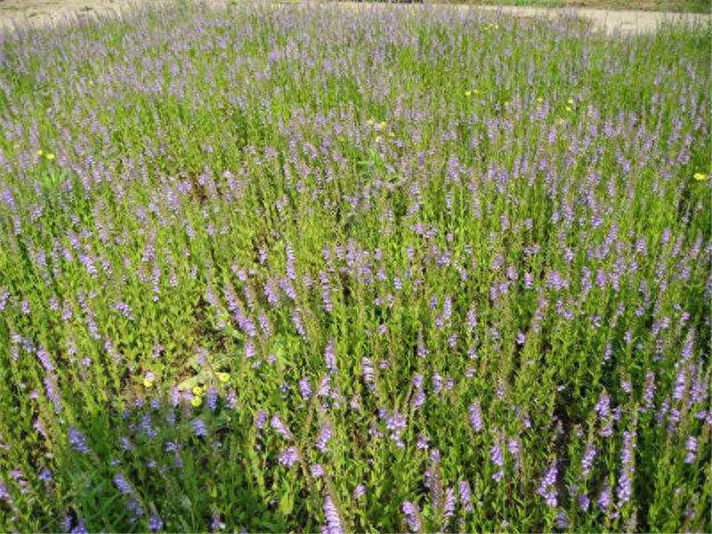 中药草半枝莲，种植详情介绍2种野草