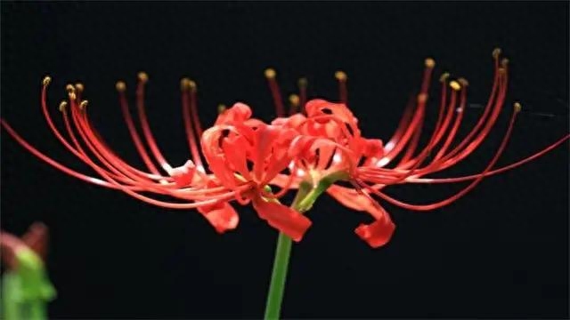 彼岸花，其实就是石蒜