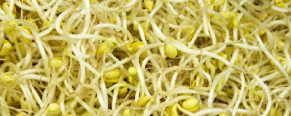 怎样发黄豆芽自己在家发豆芽，1斤黄豆出8斤豆芽，这个味道要比买的好吃太多了