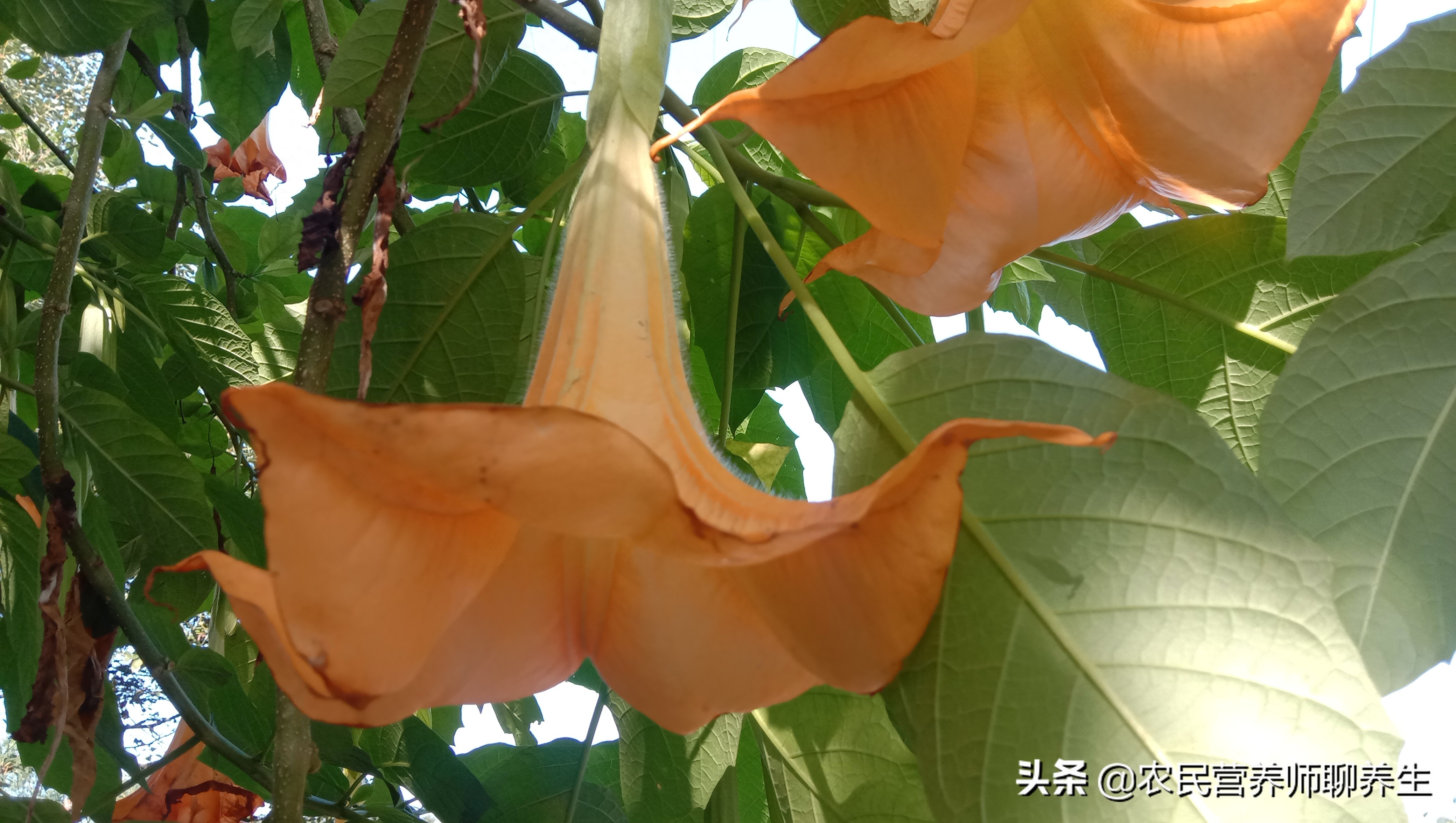 外表好看曼陀罗花，可惜有毒小区里发现“情花”曼陀罗 植物学家：有毒，不适合种在小区