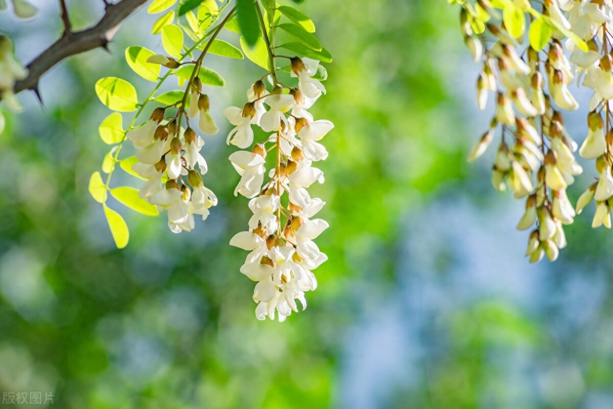 春天,必吃的4种“树上花”!清火养肝,采摘短,挂在枝头很喜庆