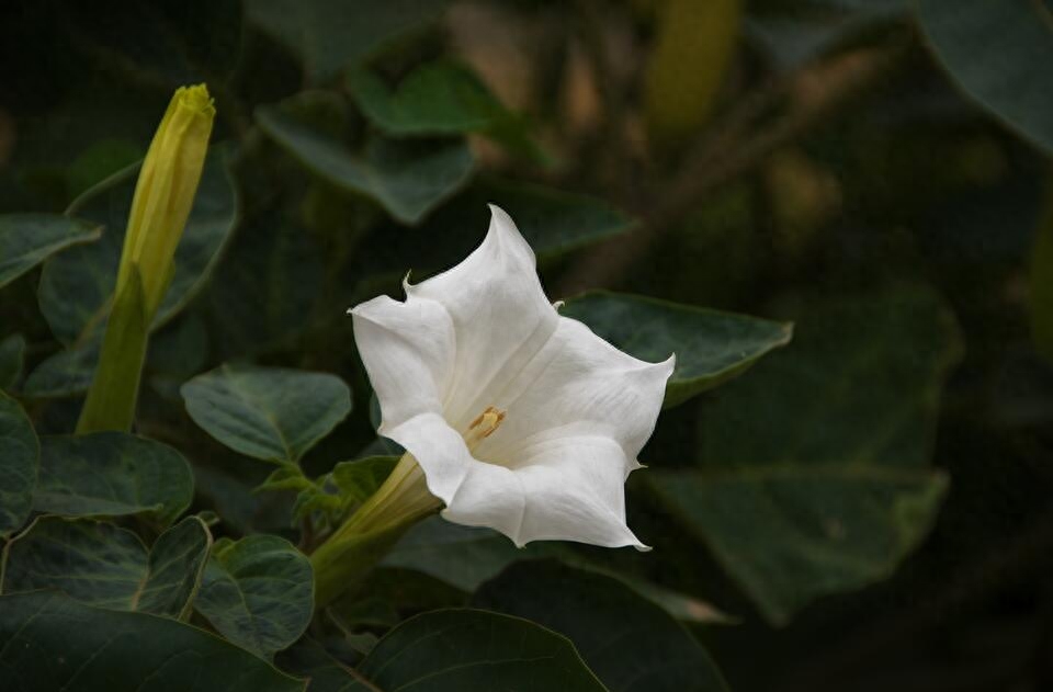 传说“7种花”,自古“不吉利”,家里却常养,到底扔不扔