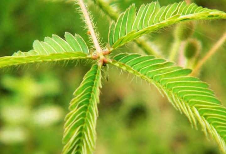 含羞草叶子闭合原因多样,养盆好玩的含羞草,轻轻一碰就害羞
