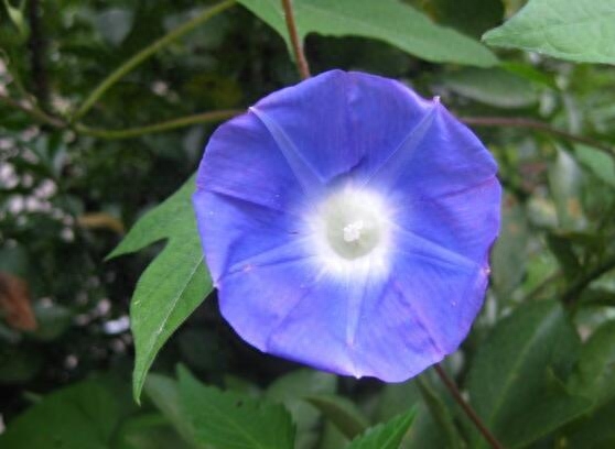 牵牛花的品种，盘点牵牛花最美的六大品种牵牛花