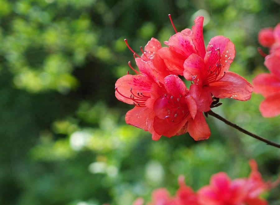 十大名花之六杜鹃花又名映山红、山石榴，闪烁于山野，妆点于园林映山红，别名"酸花",可以吃吗