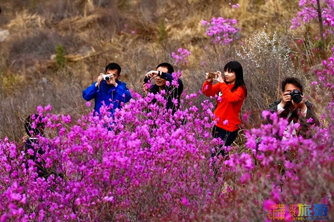 人间四月天，是时候来四川看醉美杜鹃啦！国家一级保护濒危珍稀植物：大树杜鹃