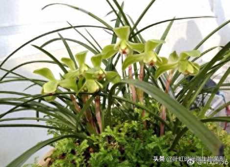花友问：兰花怎么养，多晒太阳多保湿，开花多花色艳价值高