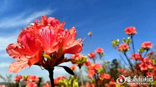 最美人间四月天，杜鹃花开映山红农历中国 | 三月廿九 · 杜鹃花开映山红