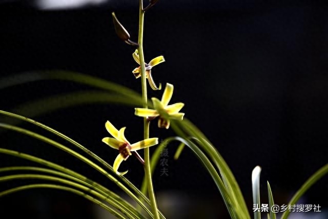 种植兰花合理使用阳光但两个细节须注意一起种花:养兰花要如何晒太阳