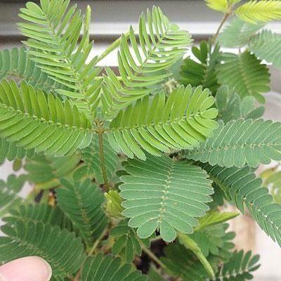 含羞草，奇妙的植物含羞草受到触动时，叶柄下垂，小叶片合闭，人们理解为“害羞”