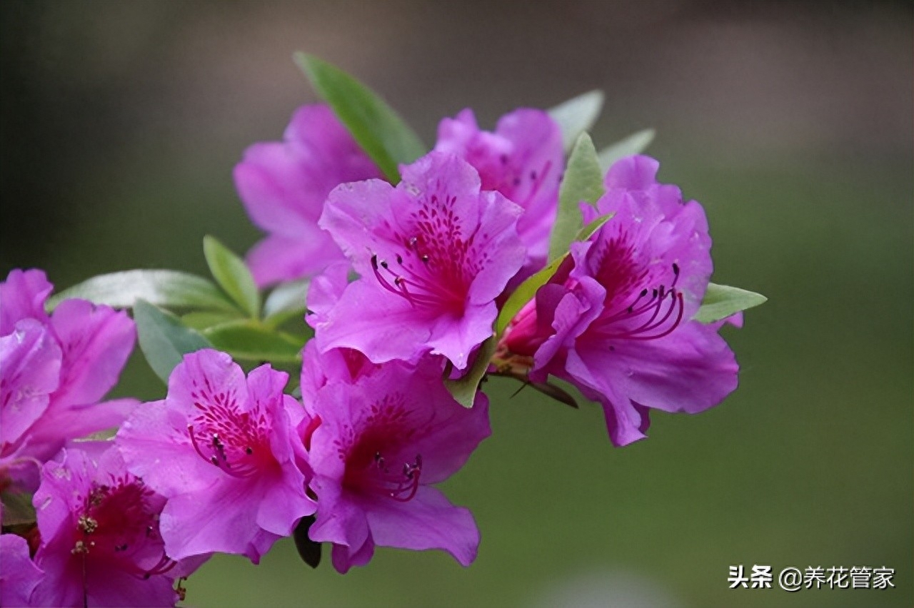 盘点杜鹃花的十大别称，附：诗词湖北武汉：杜鹃花开映山红