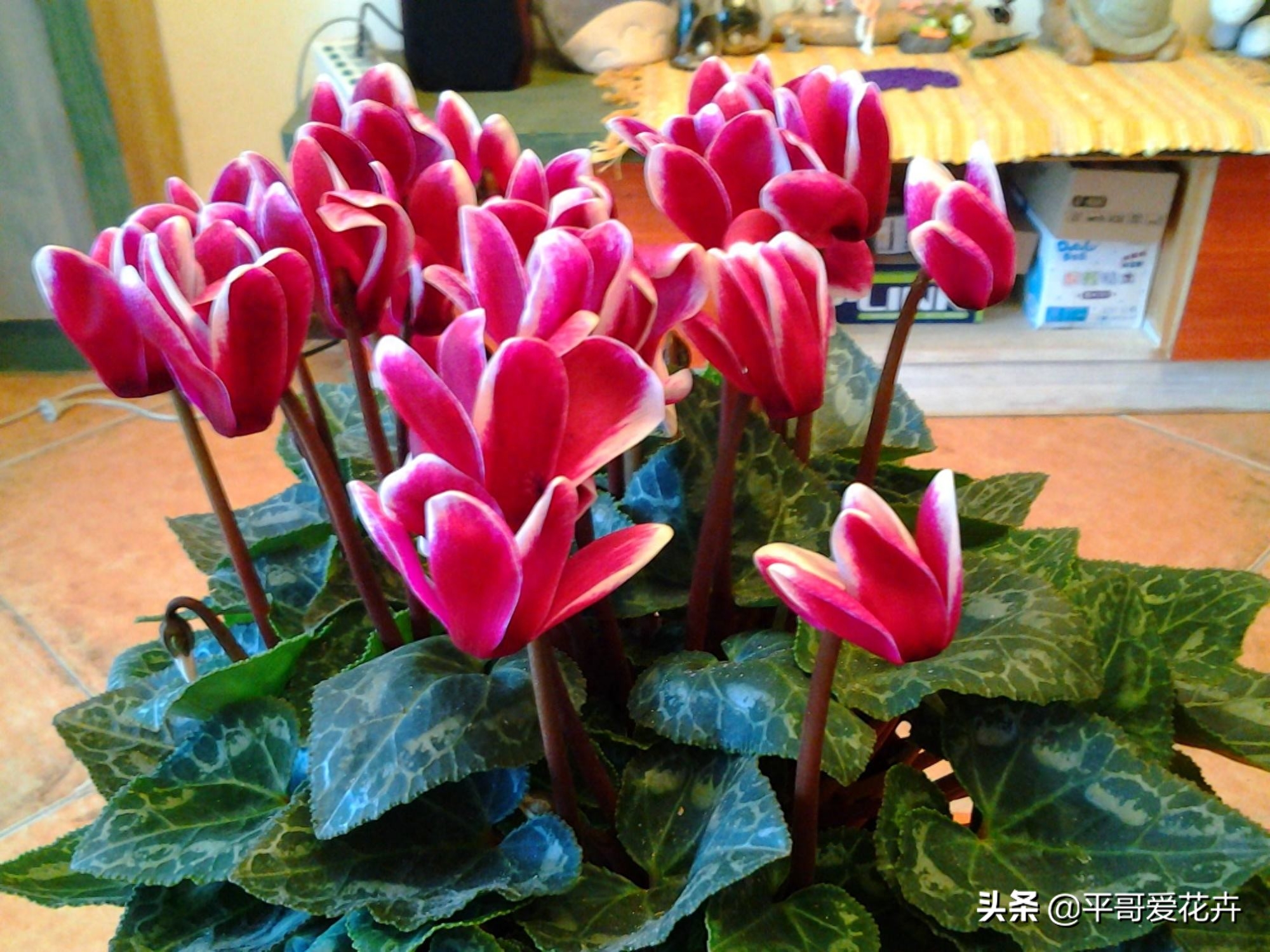 家里养这“3种花”，十分喜庆漫山遍野映山红！