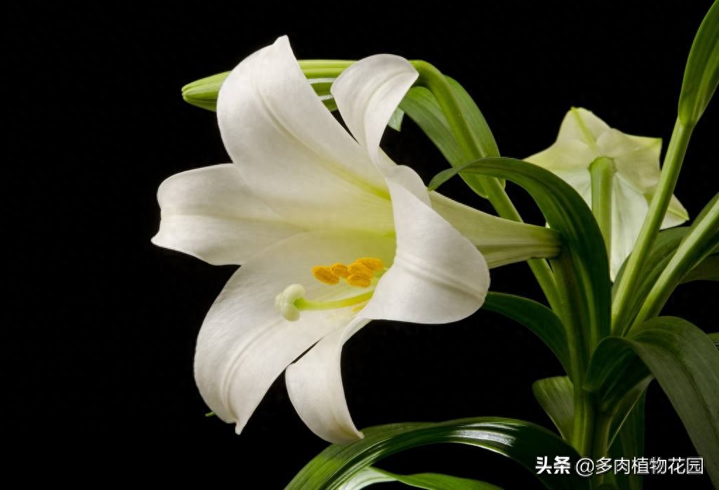 百合品种100余种,半数都都在中国枯萎的百合花,冰箱里一放,来年轻松开爆盆