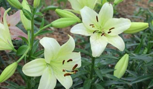 百合花在花期可以这么做,有效“延长”花朵的开放时间很特别的百合花