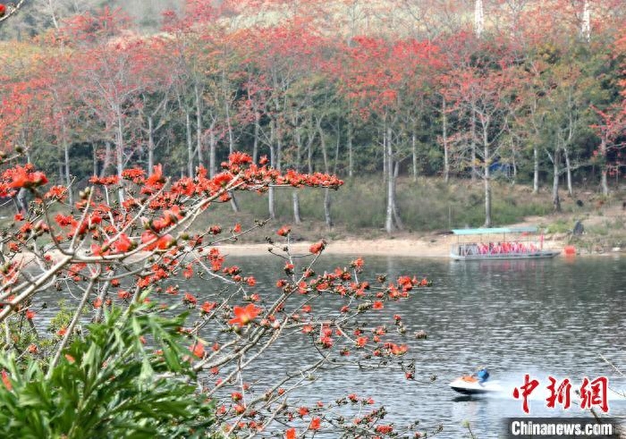 海南“错峰游”新时尚：赏昌江木棉“如画”品民族村寨“风情”捡回来的木棉花