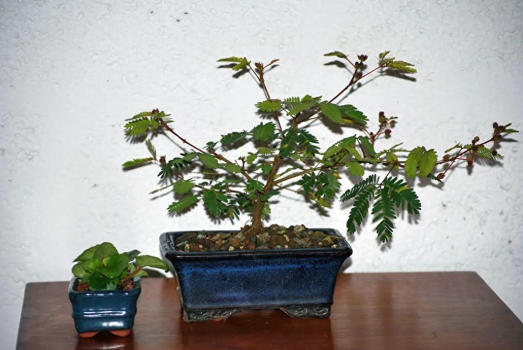 彩虹含羞草真的存在吗
