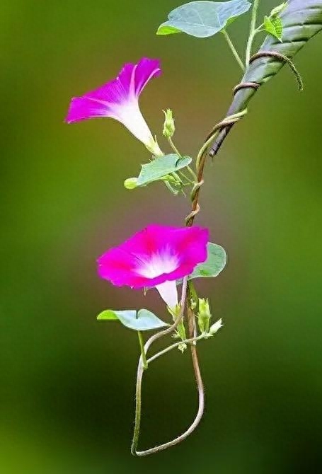 牵牛花牵牛花