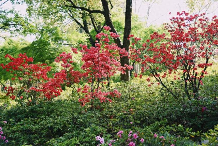 杜鹃花渐入佳期，~杜鹃花是映山红吗，杜鹃花和映山红的区别