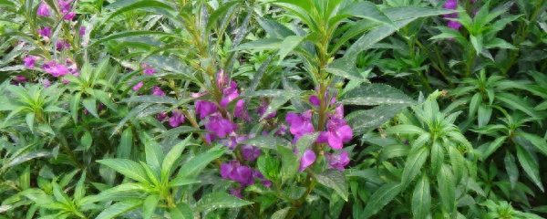 风仙子花的养殖方法和注意事项最美凤仙花