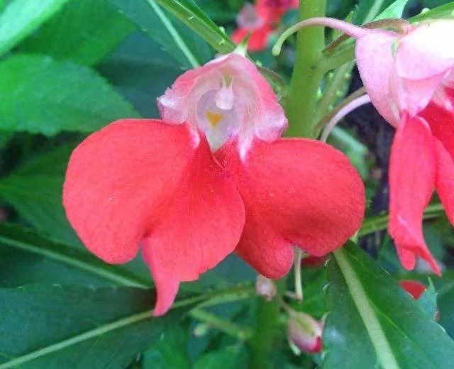 凤仙花——养好凤仙花有3个窍门，浇水最重要，花才能美艳精神，长势良好