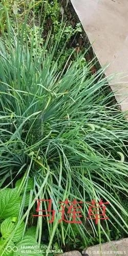 采马莲草~粽子香做法这种野生物，若它生长在你家的地里，可不要除掉！