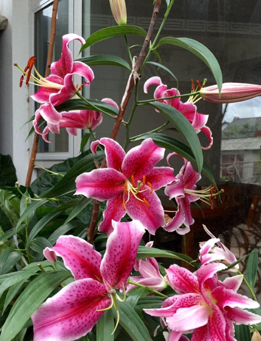 百合花的4个养护技巧,百合花不开花怎么办/适当光照