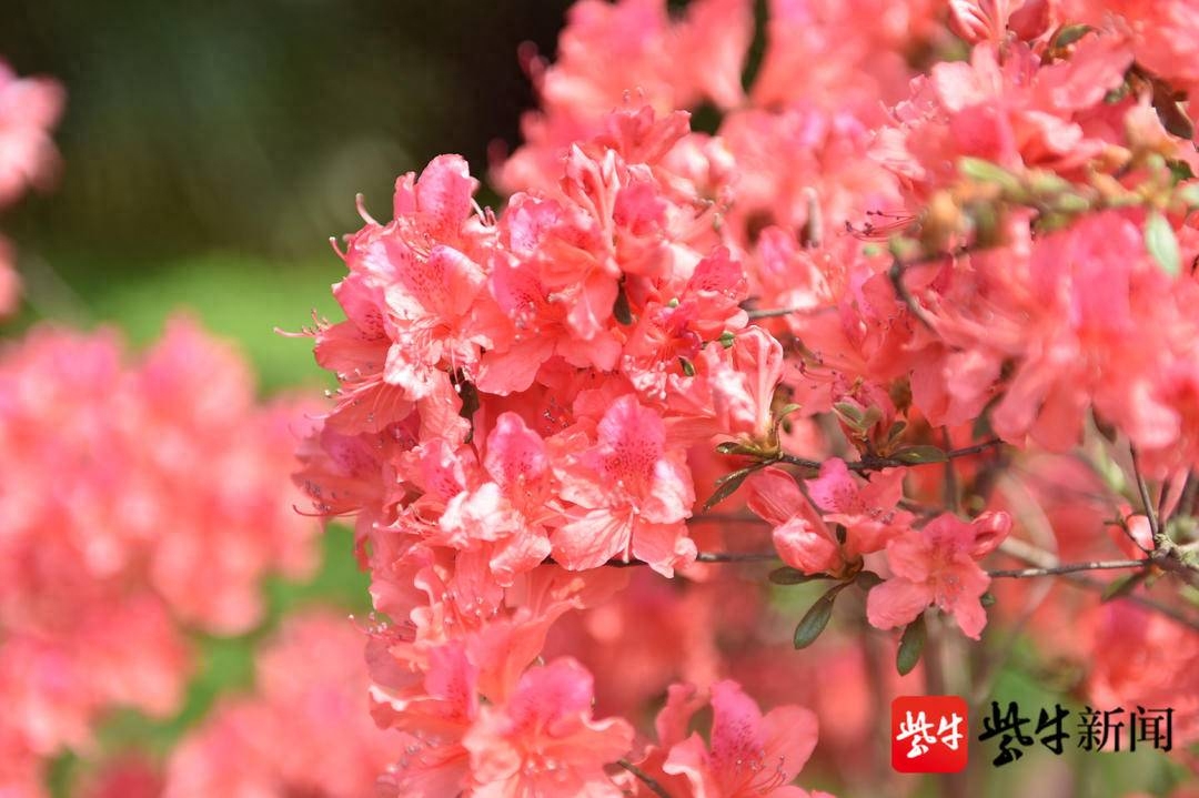 杜鹃盛开，来南京老山赏春花五一去哪玩
