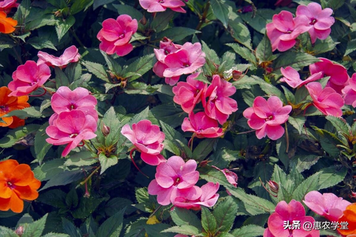 凤仙花播种方法全解析，农村路边的凤仙花，要及时采回家，好处非常多