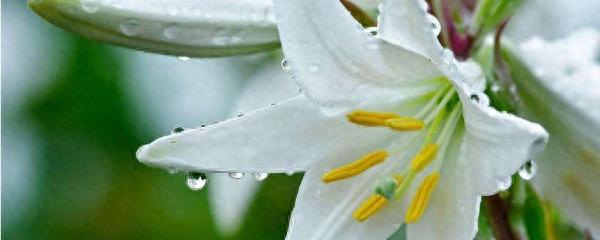 地栽百合花怎么养如何延长百合花的花期