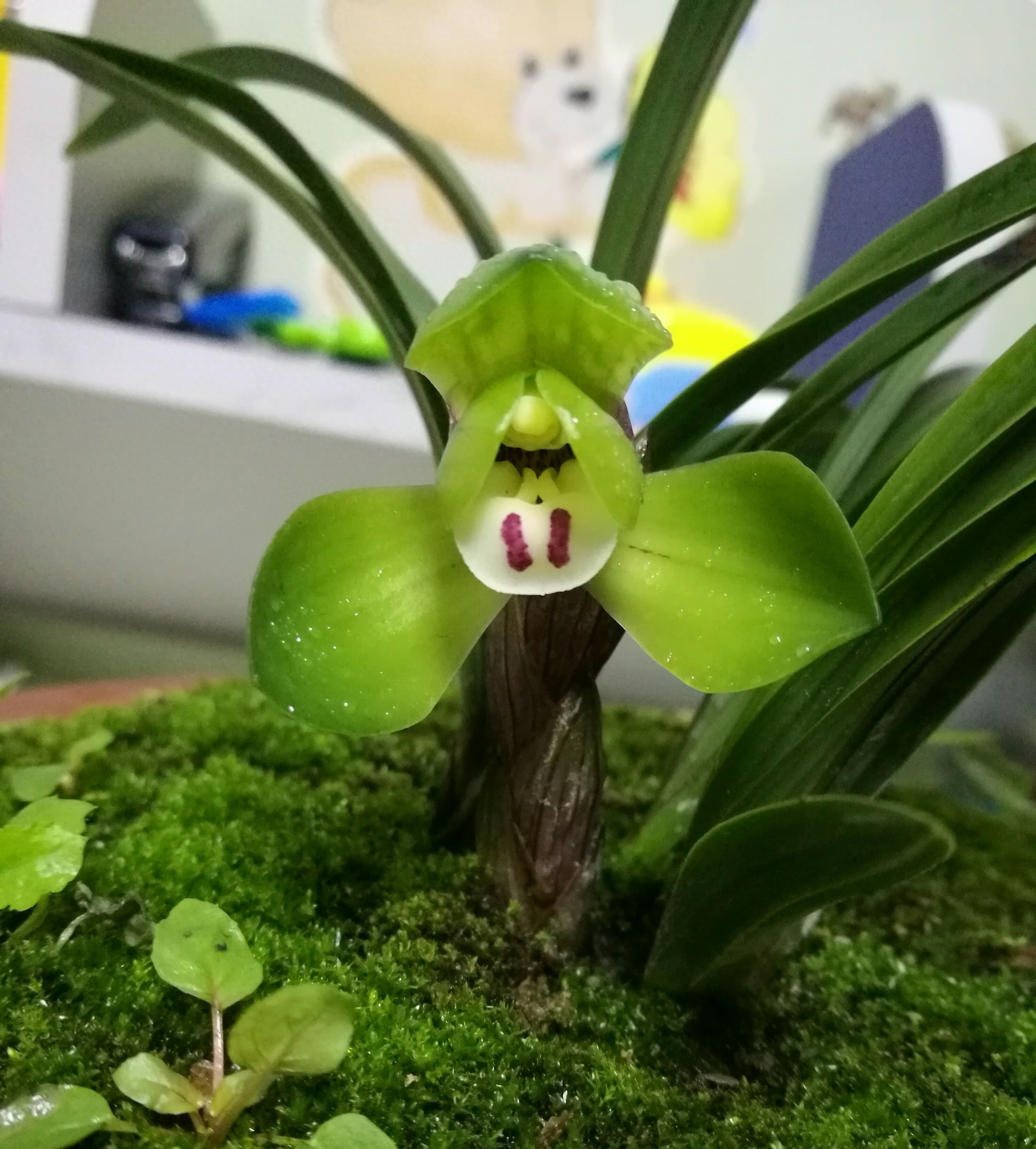 兰花对光照的敏感度和需求度兰花能不能晒太阳，这样做没问题！