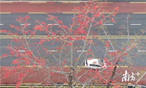 图集 | 航拍镜头下的木棉花，原来这么美！海口街头木棉花竞相绽放