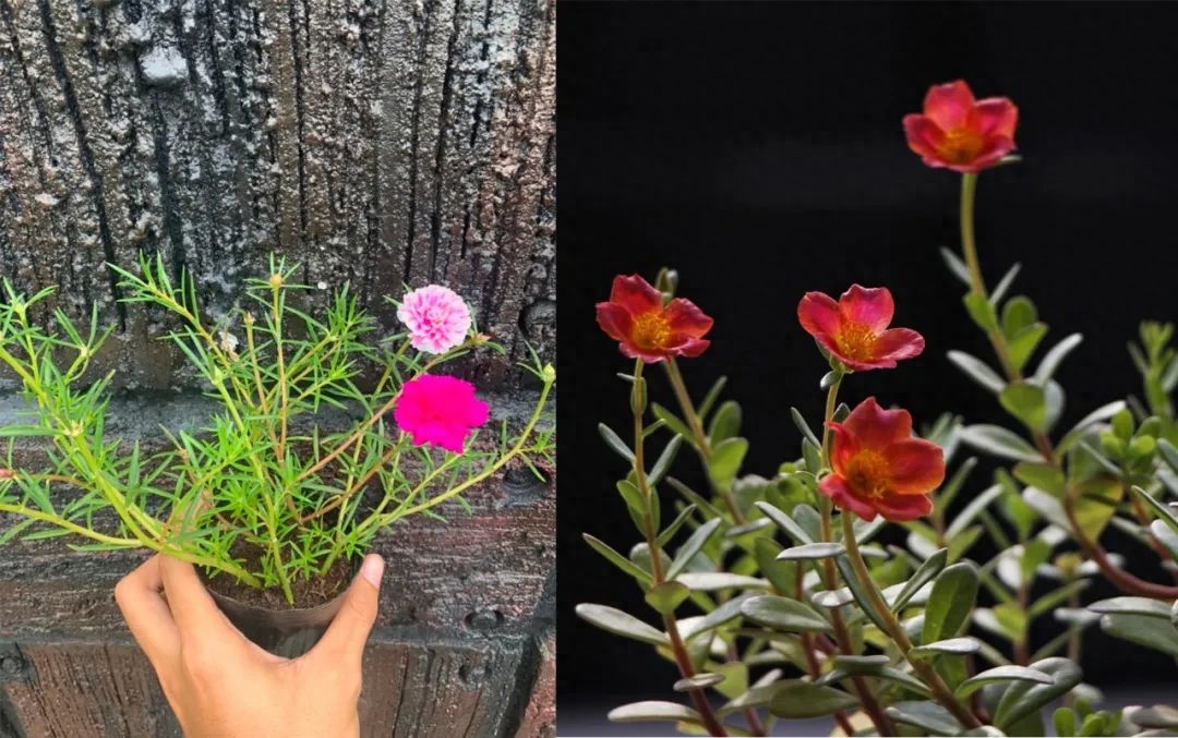 太阳花别光浇水，掌握3个“技巧”，开花满盆，长期有花看