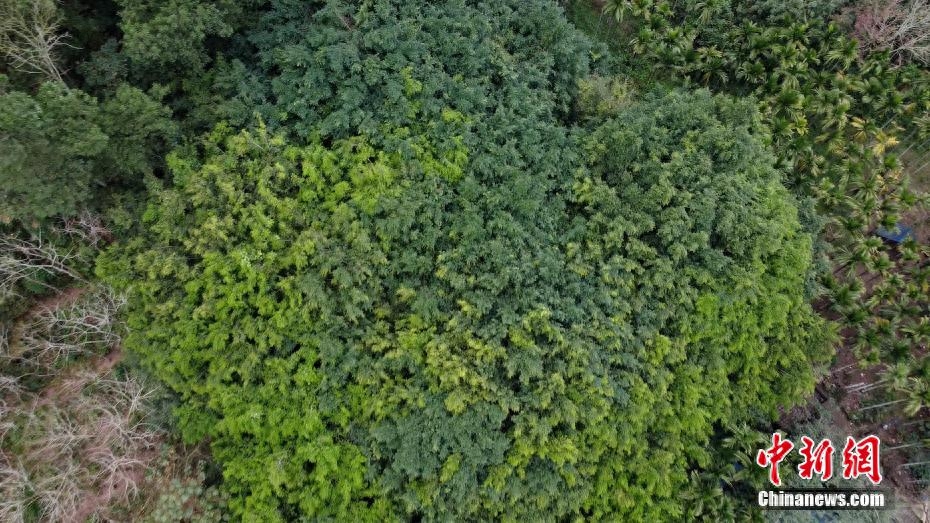 一颗树占地近10亩!海南800年大榕树“独木成林”成奇观榕树也叫摇钱树,好养吗