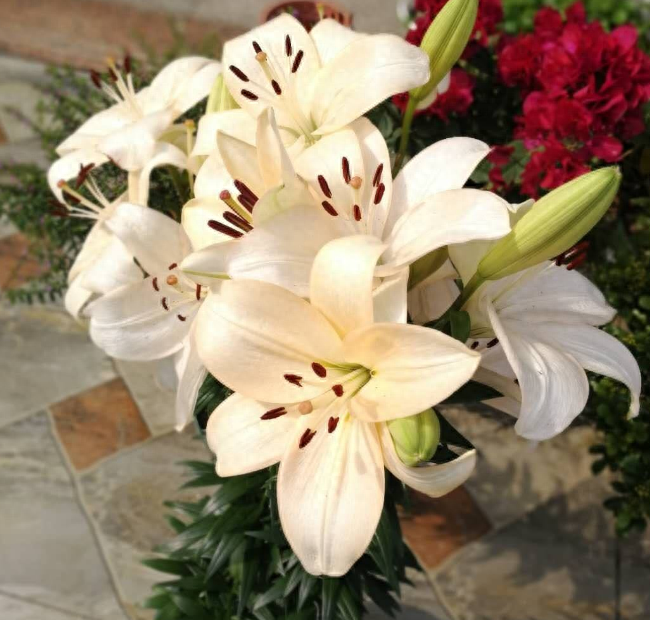 百合花凋谢之后,剪一剪、少浇点水,来年开花多又漂亮盆栽百合开完要剪枝吗