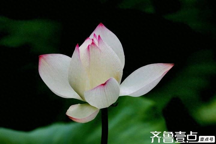 荷花—中国十大名花之一绝美！“上帝视角”看荷塘秋色