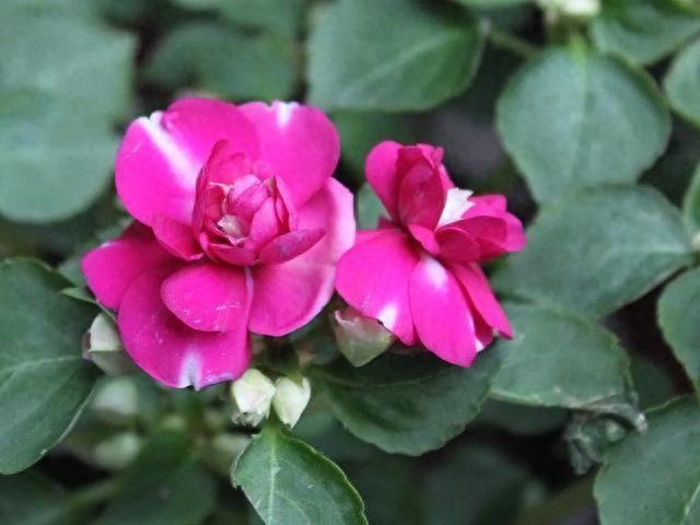 凤仙花养护大全,很轻易就能学会!这6种花都是“一次性”的,夏天开完就丢